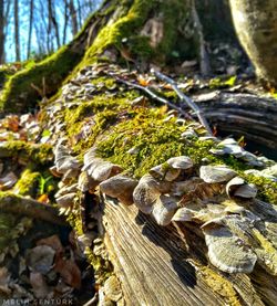 Close-up of lizard on tree trunk