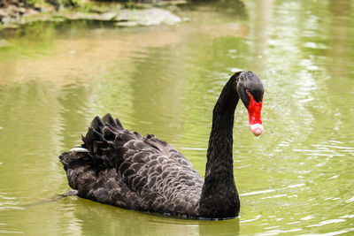 Black swan swimming in lake