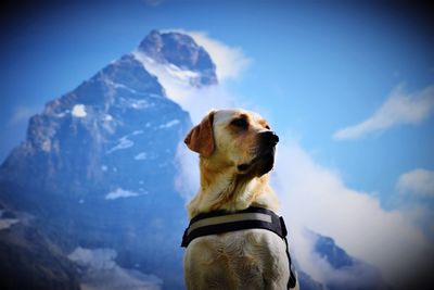 View of a dog on mountain