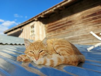 Cat lying on a building