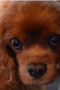 Close-up portrait of a dog