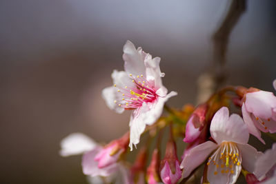Close-up of pink cherry blossom plant