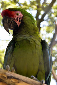 Close-up of a parrot