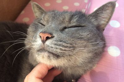 Close-up of hand holding cat at home