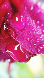 Close-up of water drops on pink flower