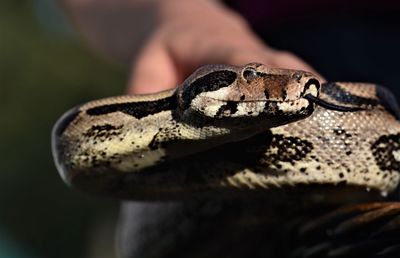 Close-up of lizard in zoo