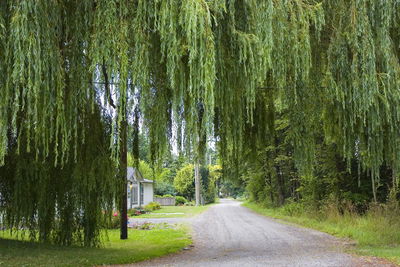 Road amidst trees in forest