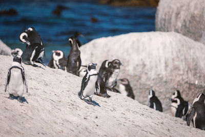 View of birds on beach