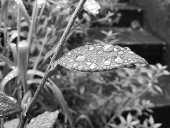 Close-up of leaves