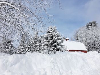 Snow covered tree against sky