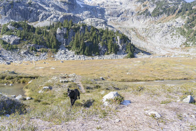 View of a horse on landscape