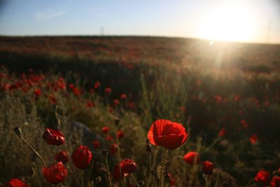 Close-up of red poppy flowers in field