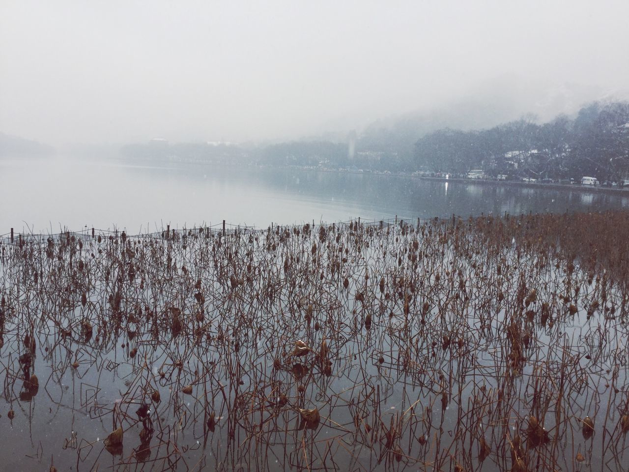 water, tranquility, fog, tranquil scene, weather, scenics, lake, nature, beauty in nature, tree, foggy, winter, cold temperature, copy space, sky, landscape, growth, season, no people