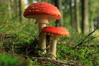 Close-up of mushroom on field