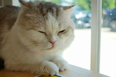 Close-up of a cat with eyes closed