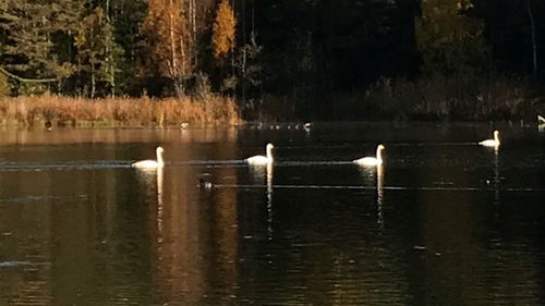 Swan swimming in lake