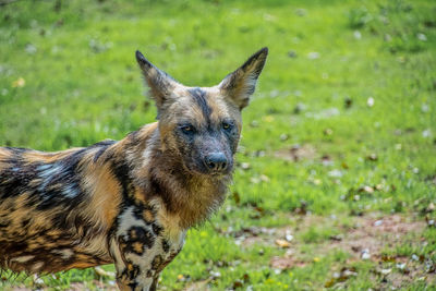 Portrait of dog standing on field