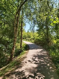 Empty road along trees in forest