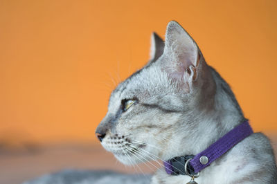 Close-up of a cat looking away