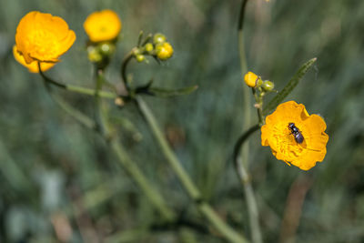 Close-up of yellow flowering plant