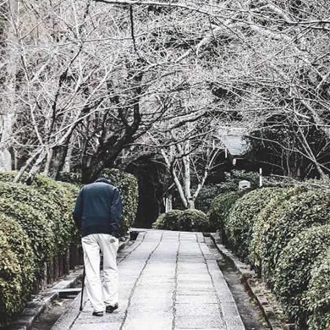 the way forward, tree, rear view, lifestyles, men, steps, diminishing perspective, leisure activity, transportation, forest, full length, nature, walking, growth, footpath, vanishing point, plant, day