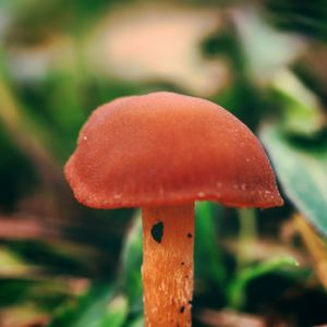 Close-up of fungus growing on tree trunk