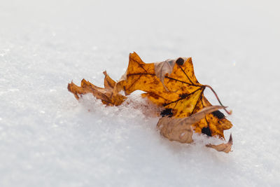 Close-up of dry autumn leaf on snow