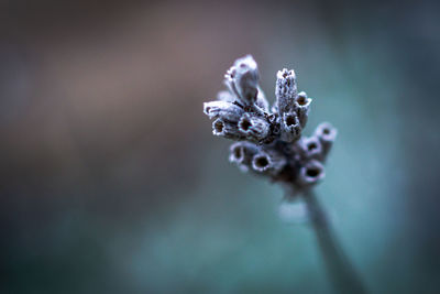 macro photography