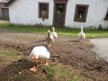 Birds on ground