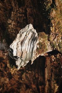 Close-up of dead tree trunk