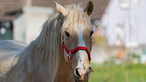 Close-up of horse in ranch