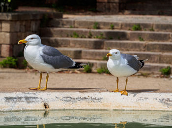 Seagull perching on a wall