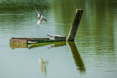 Birds flying over lake