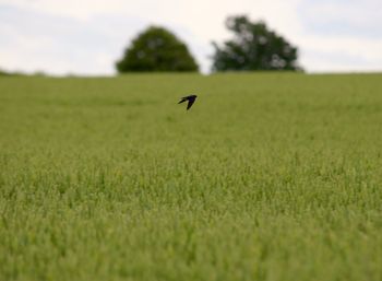 Bird flying over field