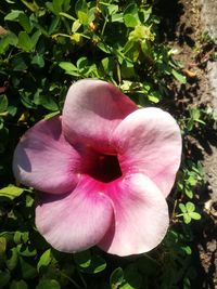 Close-up of pink flower blooming outdoors