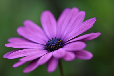 Close-up of purple cosmos blooming outdoors