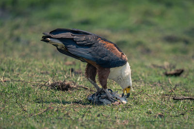 Close-up of bird on field