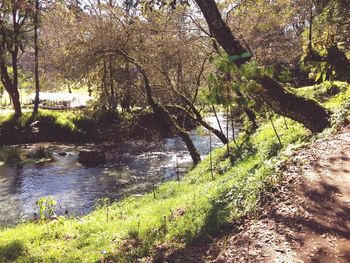 Scenic view of river in forest