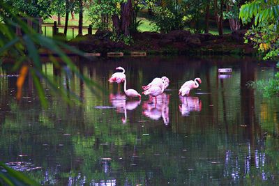 View of birds swimming in lake