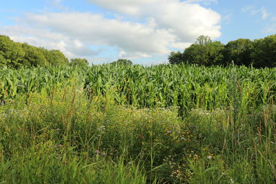 Plants growing on field against sky