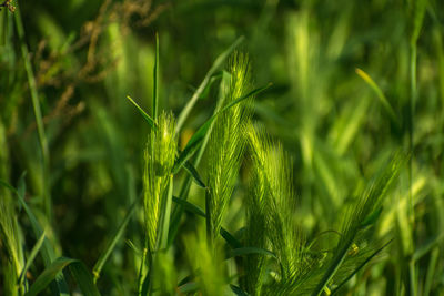 Close-up of wheat growing on field