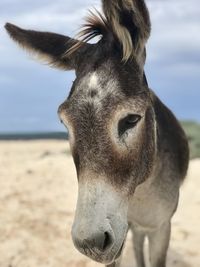 Close-up portrait of horse on field against sky