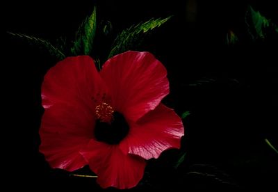 Close-up of red hibiscus blooming in the dark