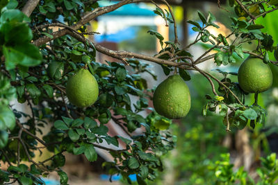 Close-up of fruits growing on tree