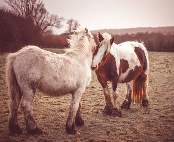 Horses standing on field against sky