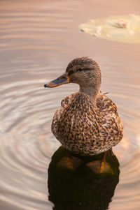 Close-up of duck swimming in lake