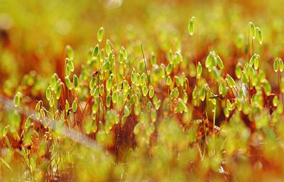 Close-up of plants