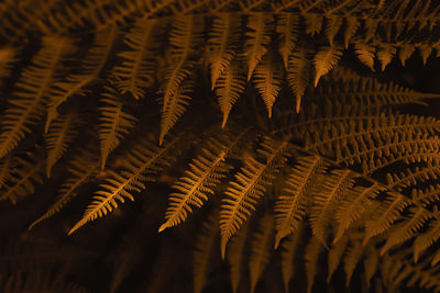 Autumn ferns leaves background. golden foliage natural floral pattern. selective focus