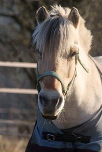 Close-up of a horse