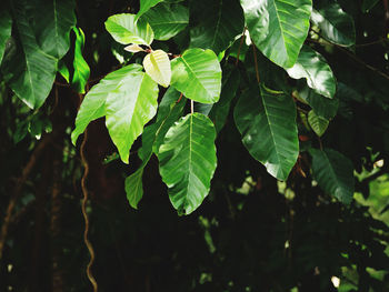 Close-up of leaves against blurred background